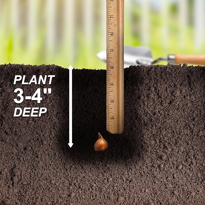 Garden State Bulb Batalinii Little Beauty Tulip Flower Bulbs, 6/+cm, Fall Planting (Bag of 100)