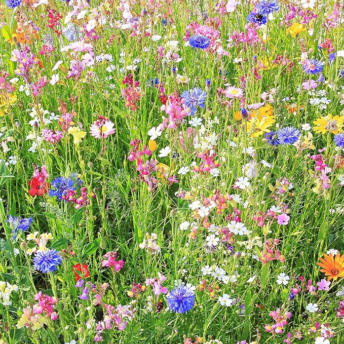 Southwestern Wildflower Seeds Bulk – 1/4 lb, 160,000+ Seeds – Native Desert Flower Mix – Annual & Perennial Wildflower Seed for Pollinators and Dry Climates
