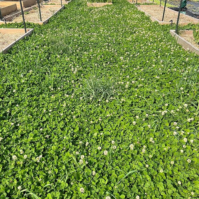 Micro Clover Seed for Lawn - 5 Lb Bulk - ~2 Million Microclover Seeds for Planting - Drought-Tolerant Mini Grass Alternative by Mountain Valley Seed Company
