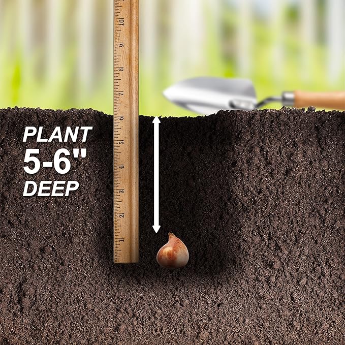 Garden State Bulb Double Late Double Dutch Mix Tulip Flower Bulbs, 12/+ cm, Fall Planting (Bag of 50)