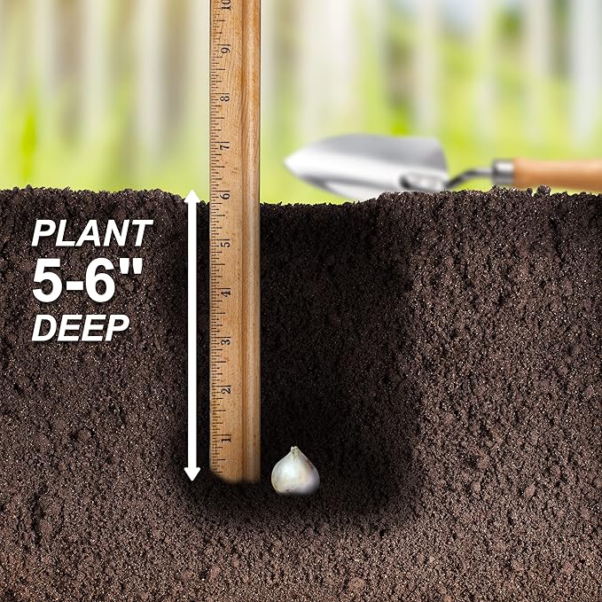 Garden State Bulb Purple Sensation Allium Flower Bulbs, 12/+ cm, Fall Planting (Bag of 100)