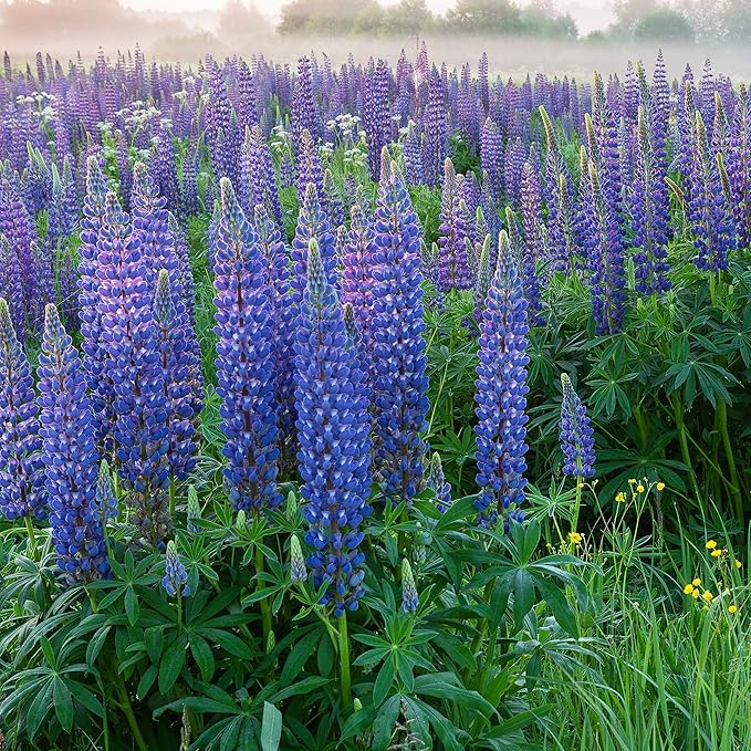 Outsidepride Wild Blue Perennial Lupine Seeds - 500 Pcs. Self-Sowing, Cold Hardy & Frost Tolerant Wildflower Seeds for Fall Planting, Ideal for Attracting Pollinators & Hummingbirds