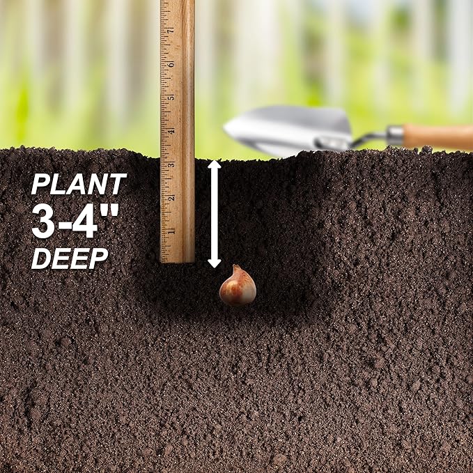 Garden State Bulb Batalinii Little Beauty Tulip Flower Bulbs, 6/+cm, Fall Planting (Bag of 50)