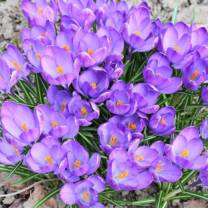 Easy to Grow Crocus Sativus Saffron Crocus 20 Plant Bulbs - Purple Flowers in Fall, Full Sun Outdoor Zones 6-9, Grow The Most Expensive Spice